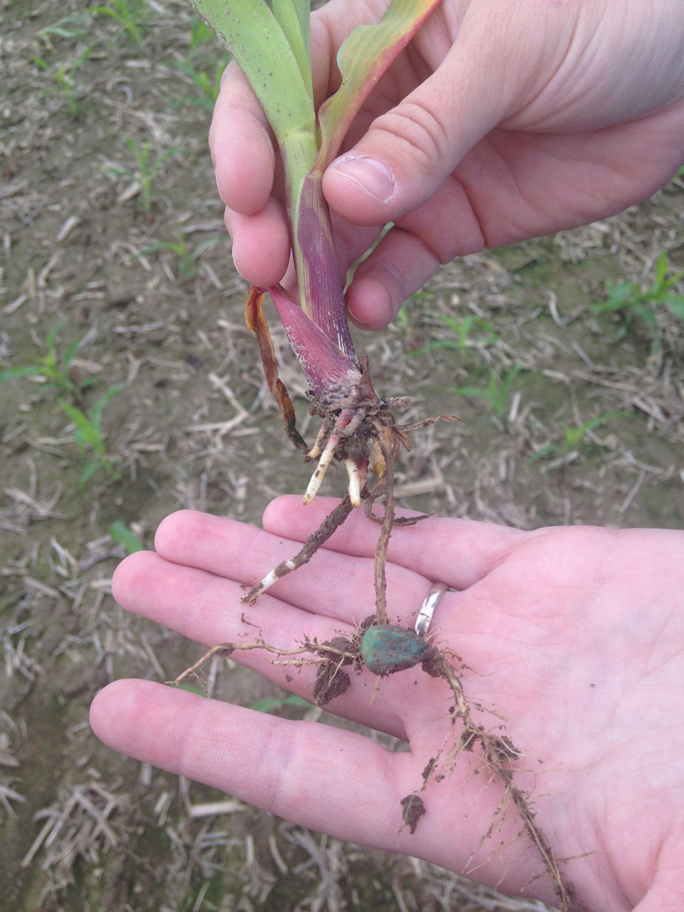 Restricted root growth has resulted in purpling because the seedling is unable to absorb phosphorus